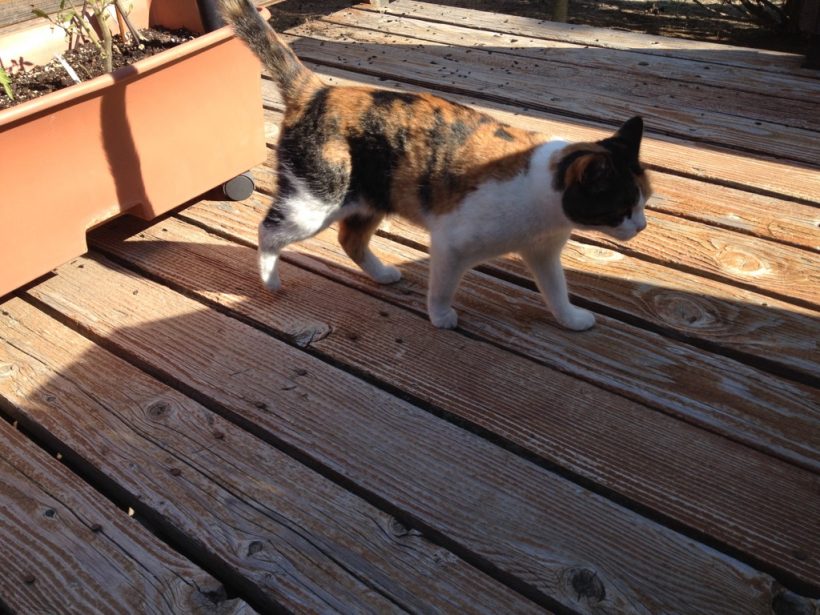 young calico young calico