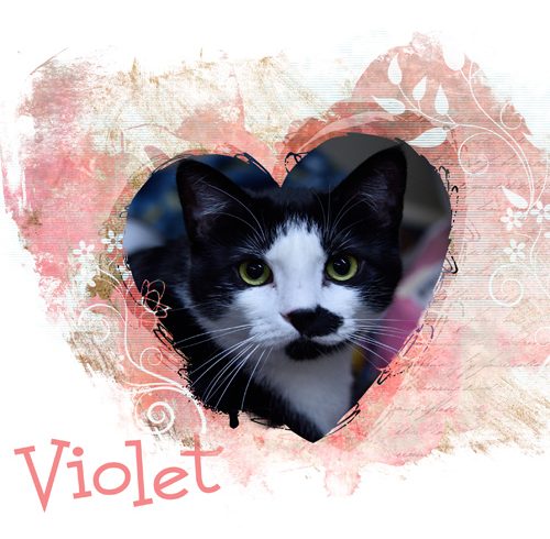 Violet Violet