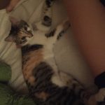 picture of a calico tabby cat with a white belly laying on her side