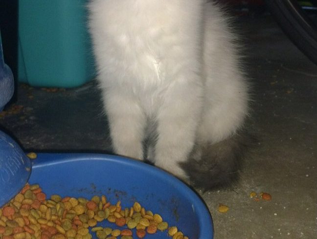 Jerry Jerry