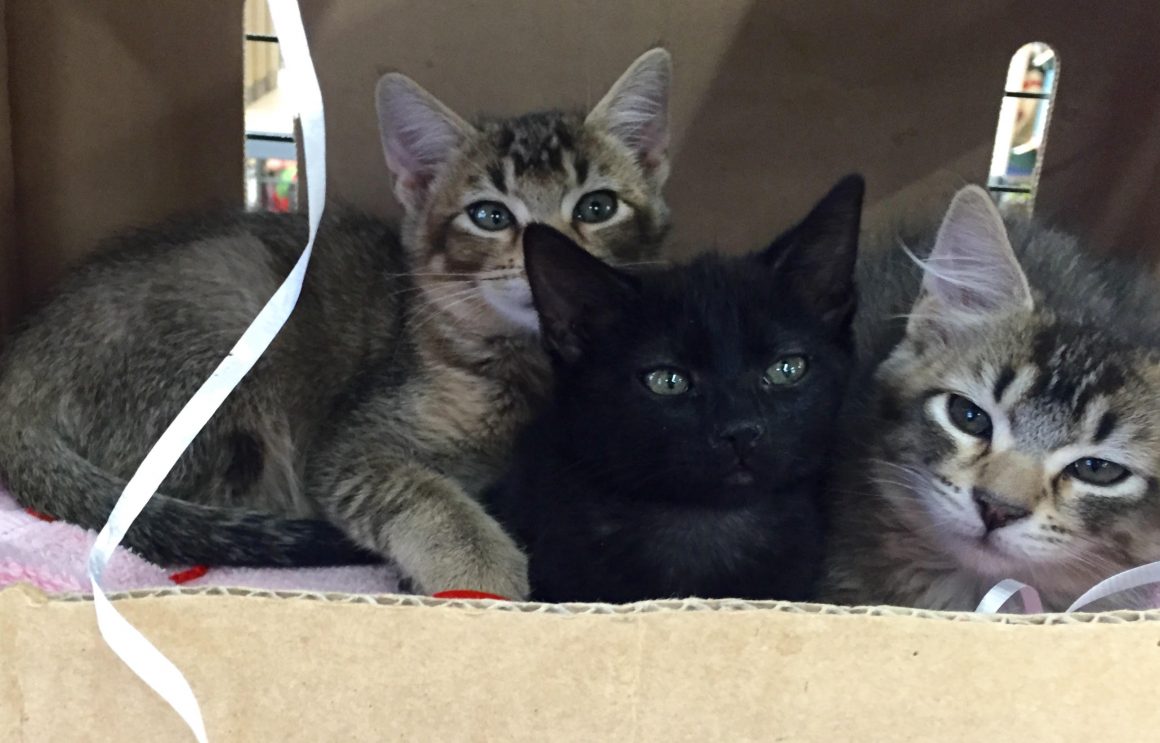 kittens 826 Portneuf Animal Welfare Society (PAWS)