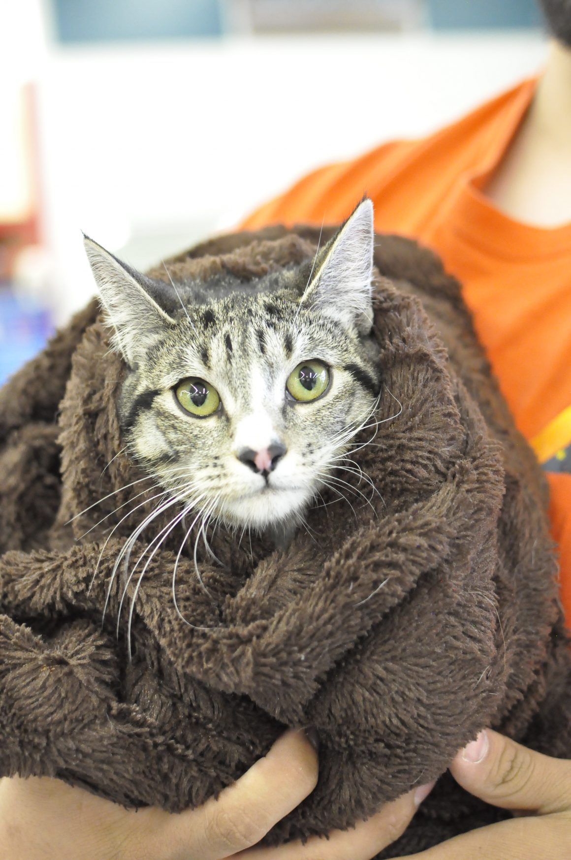 _DSC3594 Portneuf Animal Welfare Society (PAWS)