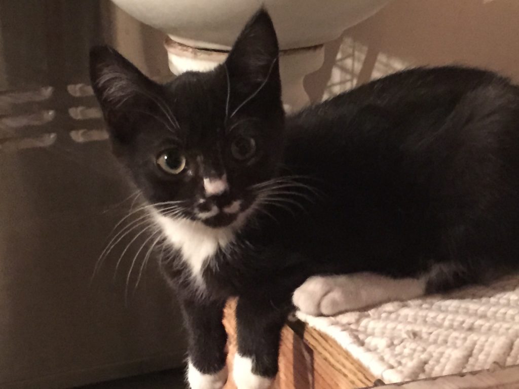 Julio 1 Portneuf Animal Welfare Society (PAWS)