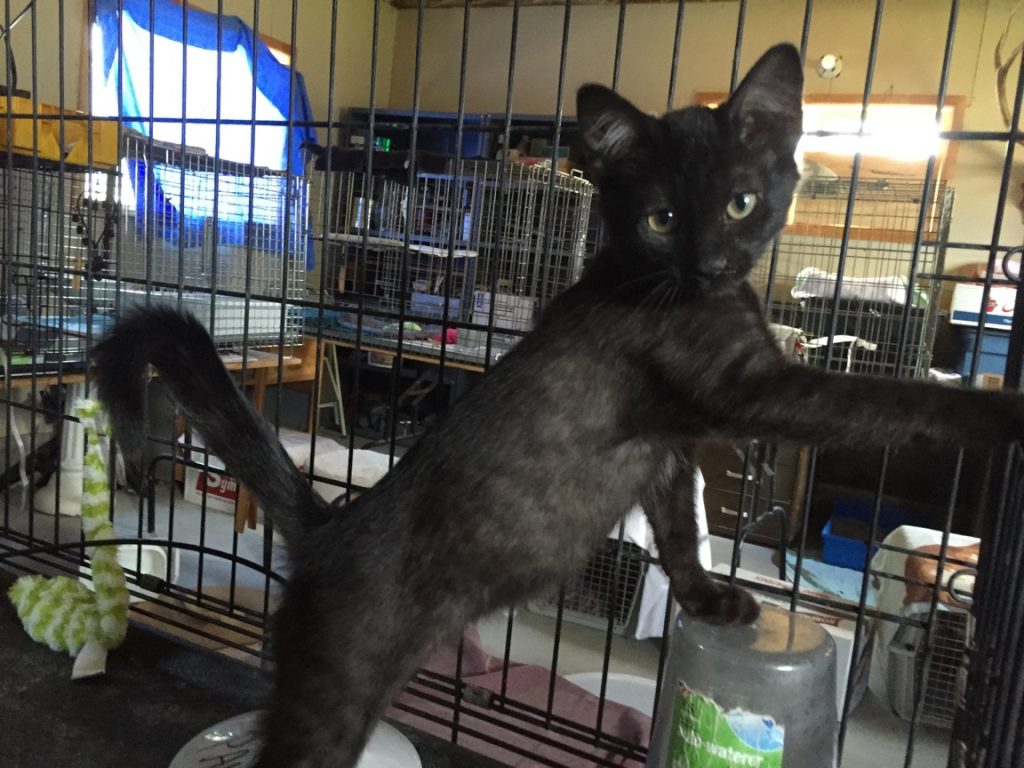 black Bart Portneuf Animal Welfare Society (PAWS)