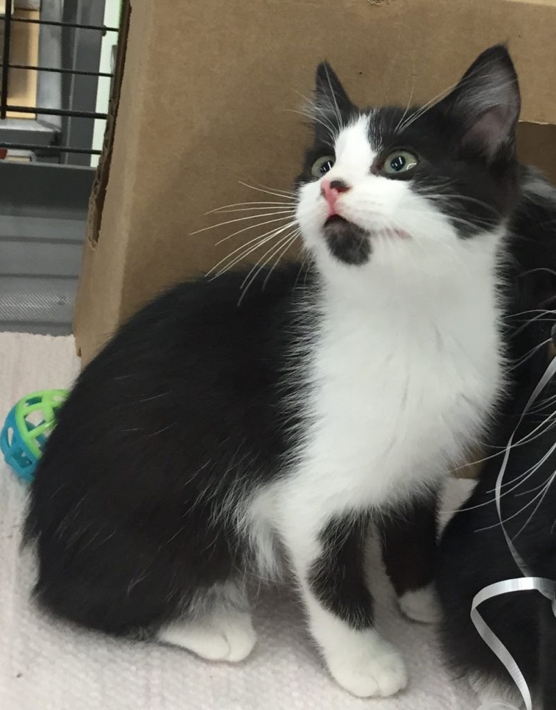 ralphie Portneuf Animal Welfare Society (PAWS)