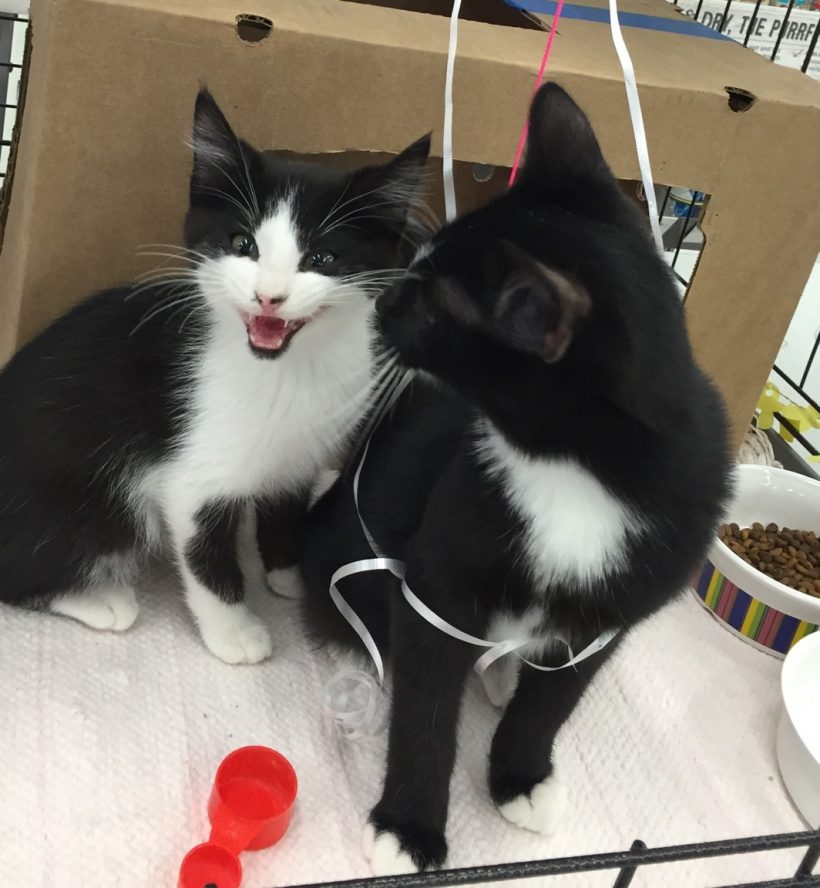 ralphie and roland Portneuf Animal Welfare Society (PAWS)