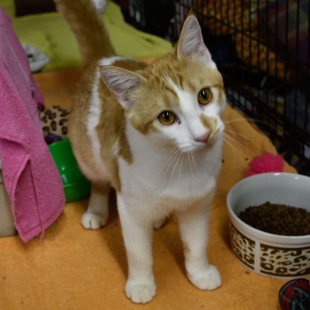 fritz Portneuf Animal Welfare Society (PAWS)