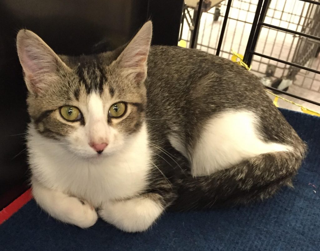 timmy Portneuf Animal Welfare Society (PAWS)