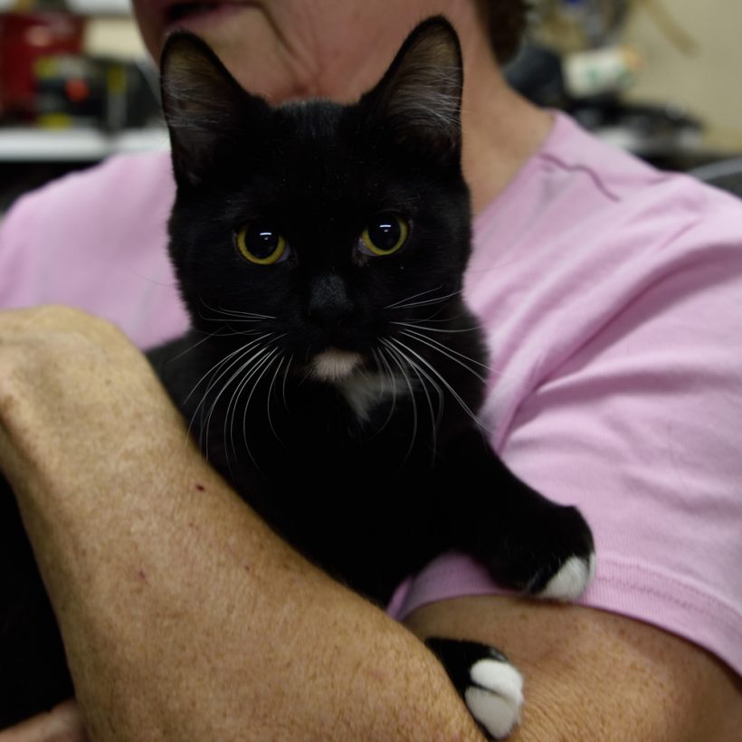 whiskers Portneuf Animal Welfare Society (PAWS)