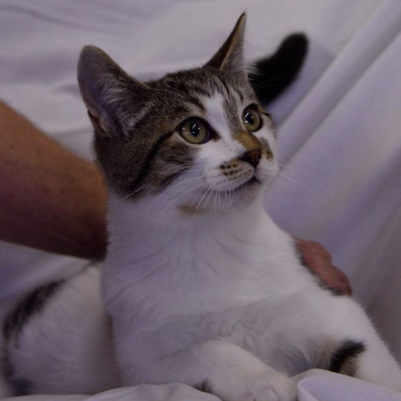 nick11 Portneuf Animal Welfare Society (PAWS)