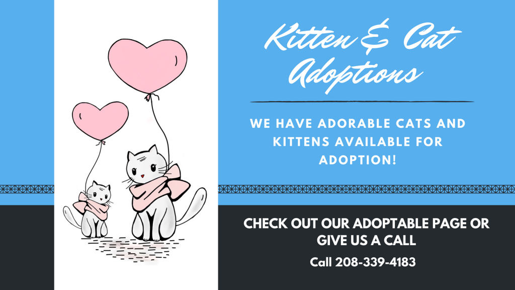 Kitten & Cat Adoptions Portneuf Animal Welfare Society (PAWS)