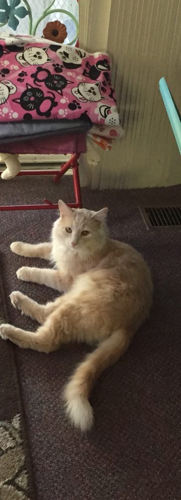 Simon, a blond, long hair tabby rescue 