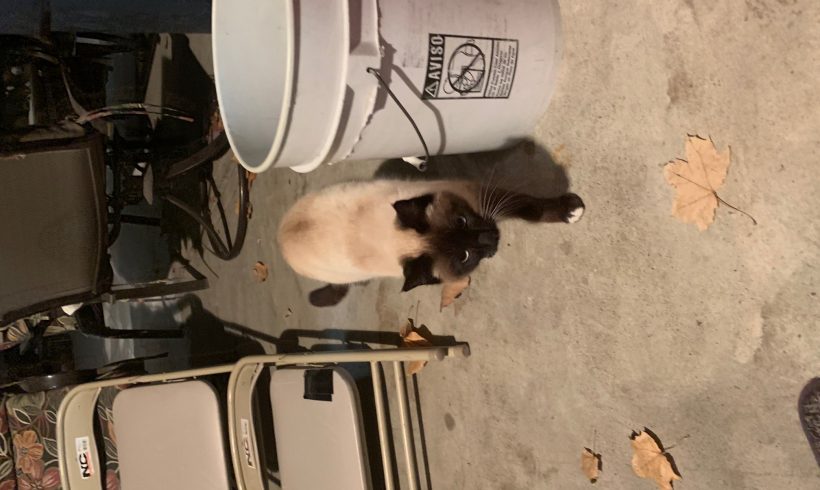 Found Cat – Female Siamese Cross Found Cat – Female Siamese Cross