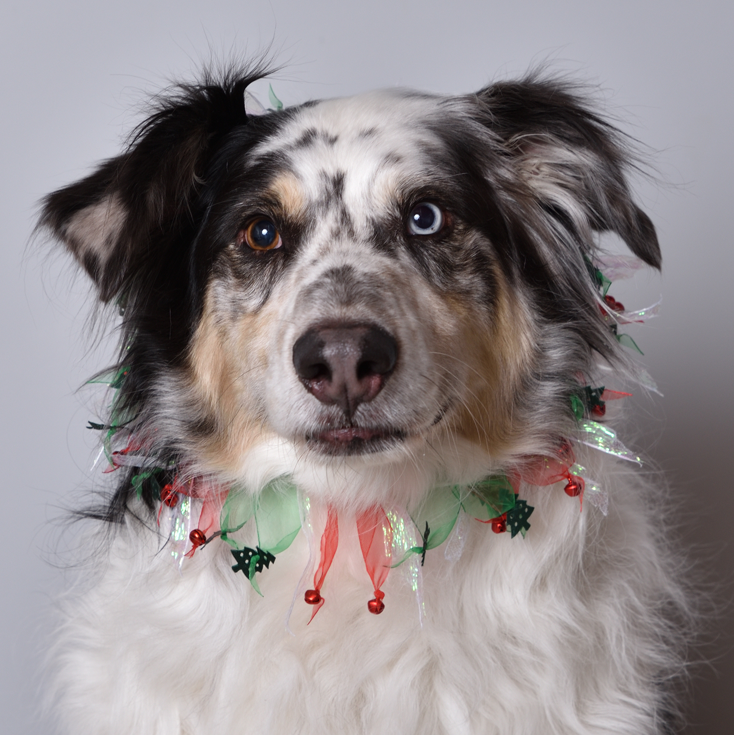 Shadow 2 web Portneuf Animal Welfare Society (PAWS)