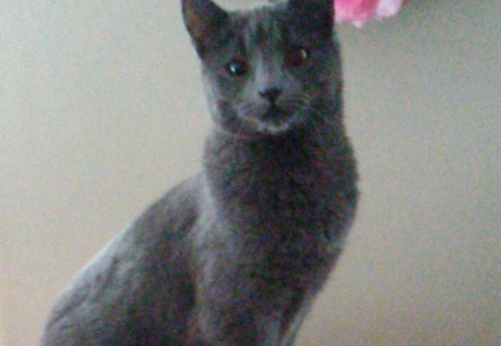 Ms. Grey Ms. Grey