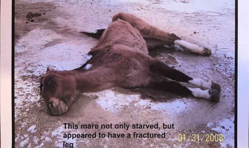 PAWS Animal Cruelty Conviction - Haggard Horse