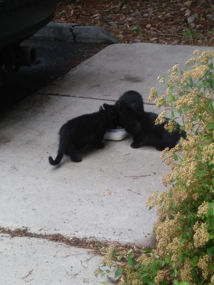 Found: Momma cat and 4 babies Found: Momma cat and 4 babies