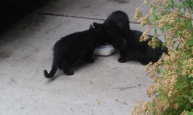 Found: Momma cat and 4 babies Found: Momma cat and 4 babies
