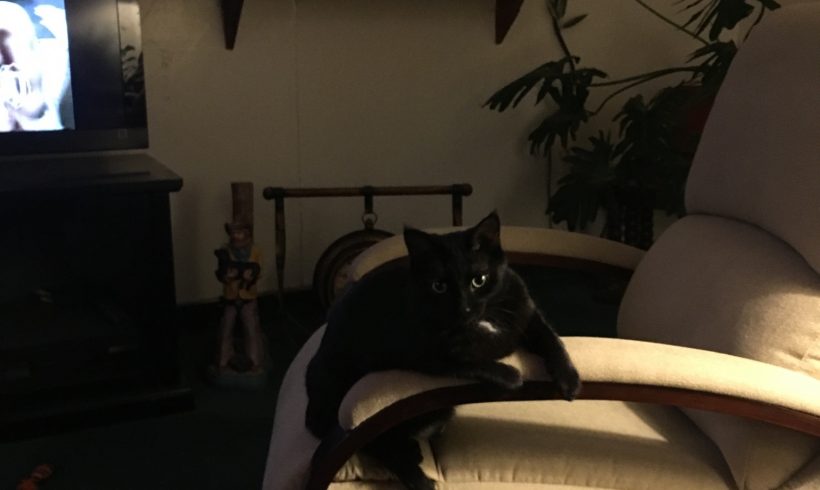 Lost Cat Lost Cat