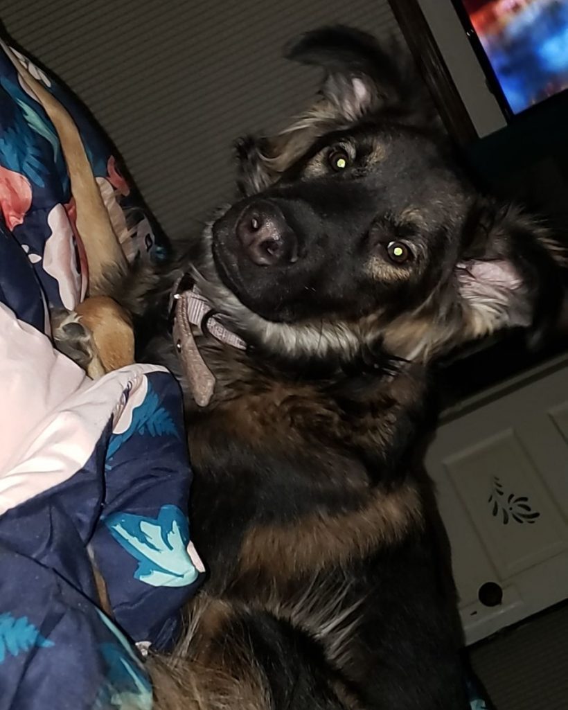 Diesel Portneuf Animal Welfare Society (PAWS)