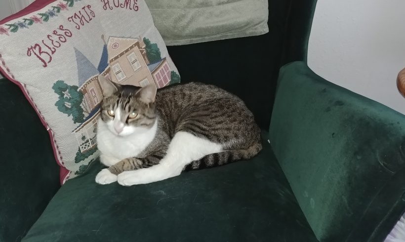 Found Cat Found Cat