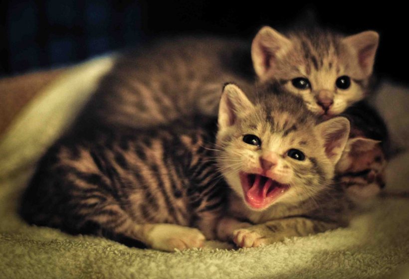 Urgent Local Animal Welfare Issue That Needs Your Help & Update