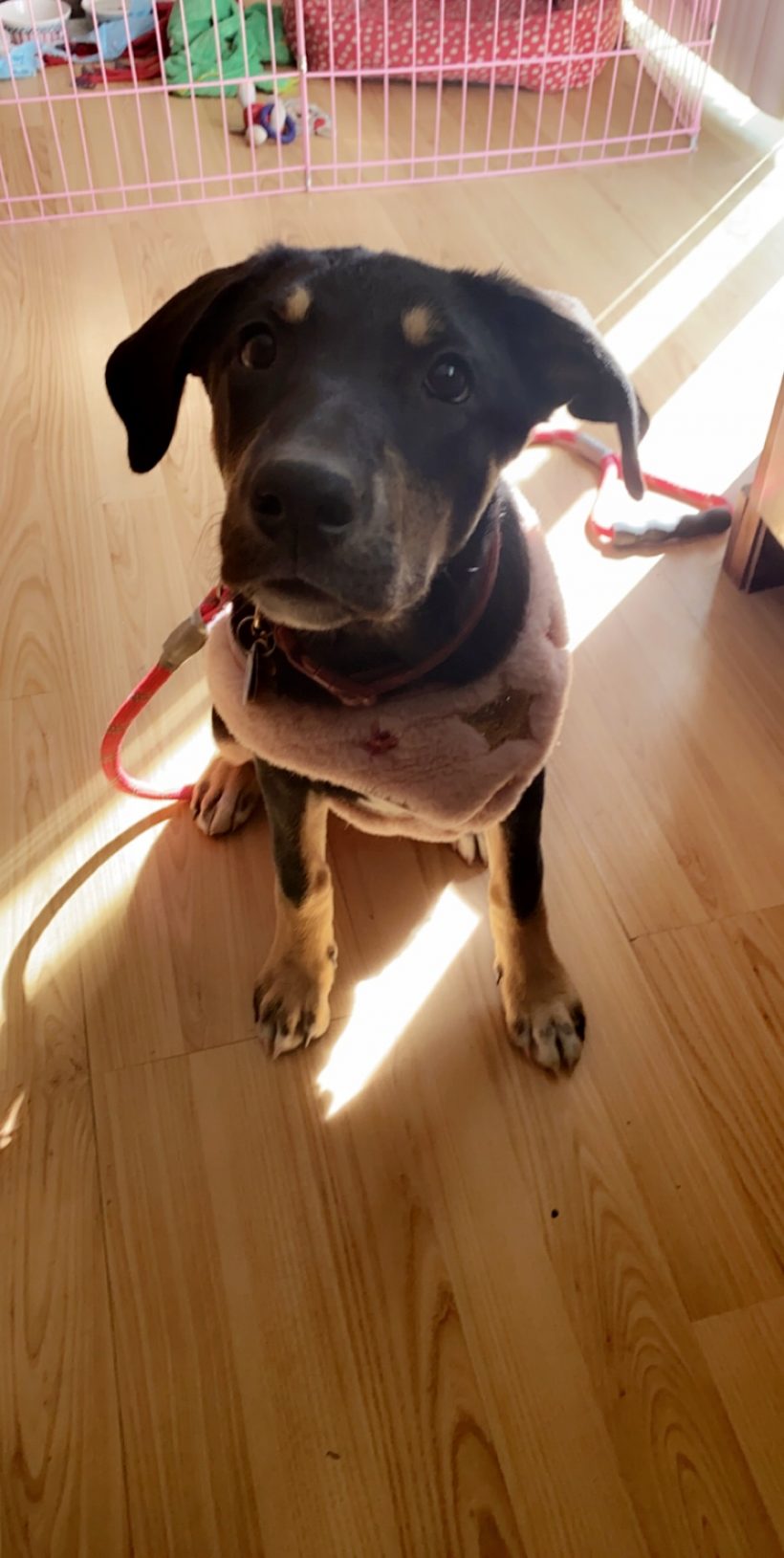 Brie Portneuf Animal Welfare Society (PAWS)